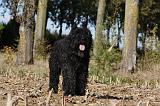 BOUVIER DES FLANDRES 305